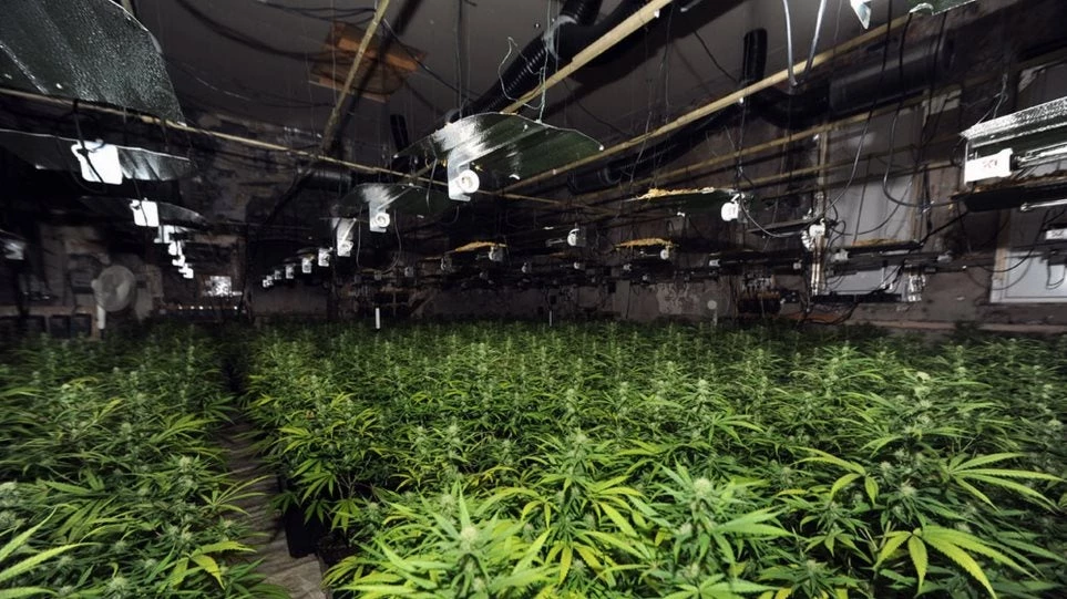 Σάλος στη Βρετανία: Φυτείες κάνναβης με παιδιά-σκλάβους στο Λονδίνο